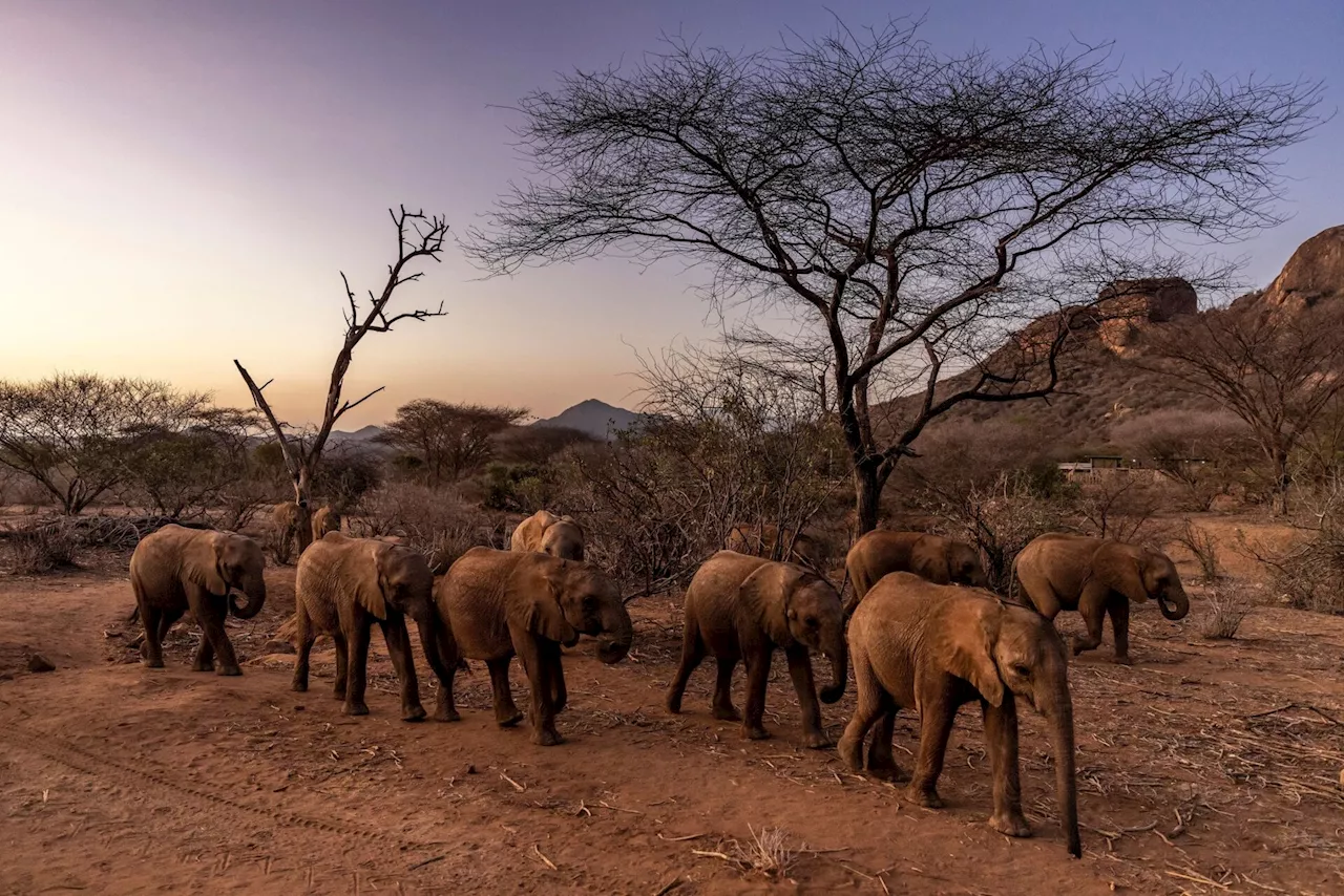The Success Trap: Cyanide Poisoning Kills 15 Elephants Near Amboseli