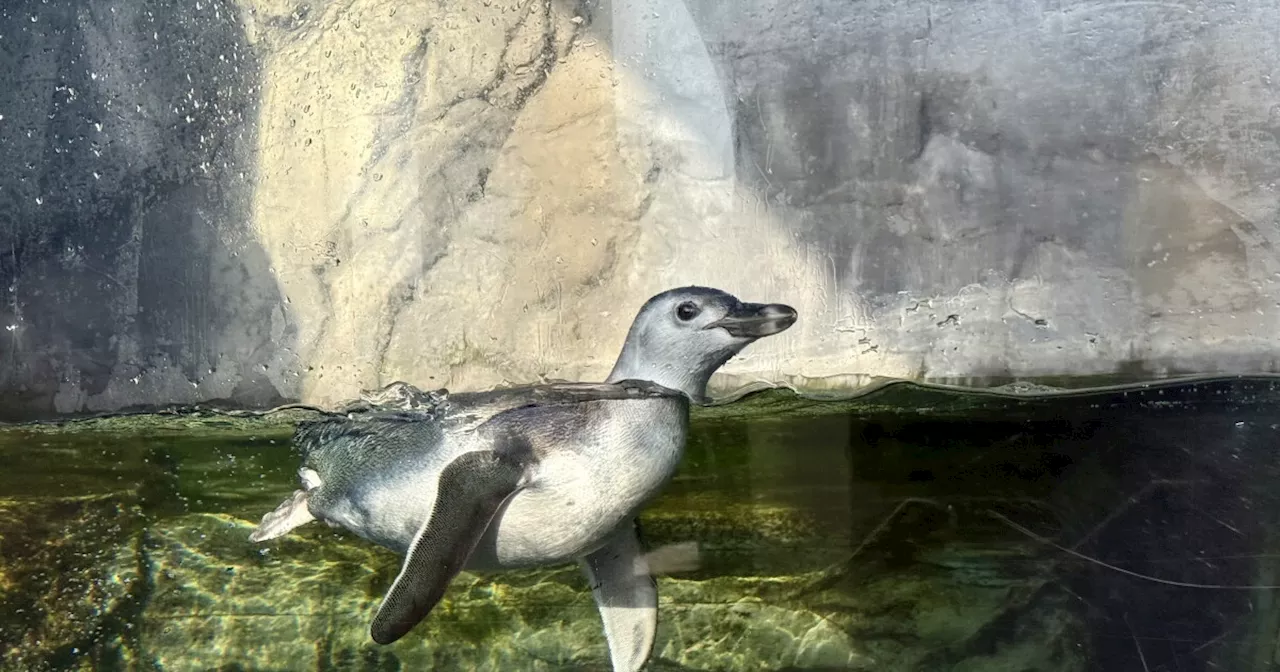 A Rare Arrival: Ari the Penguin Ends an Eight-Year Drought in Long Beach