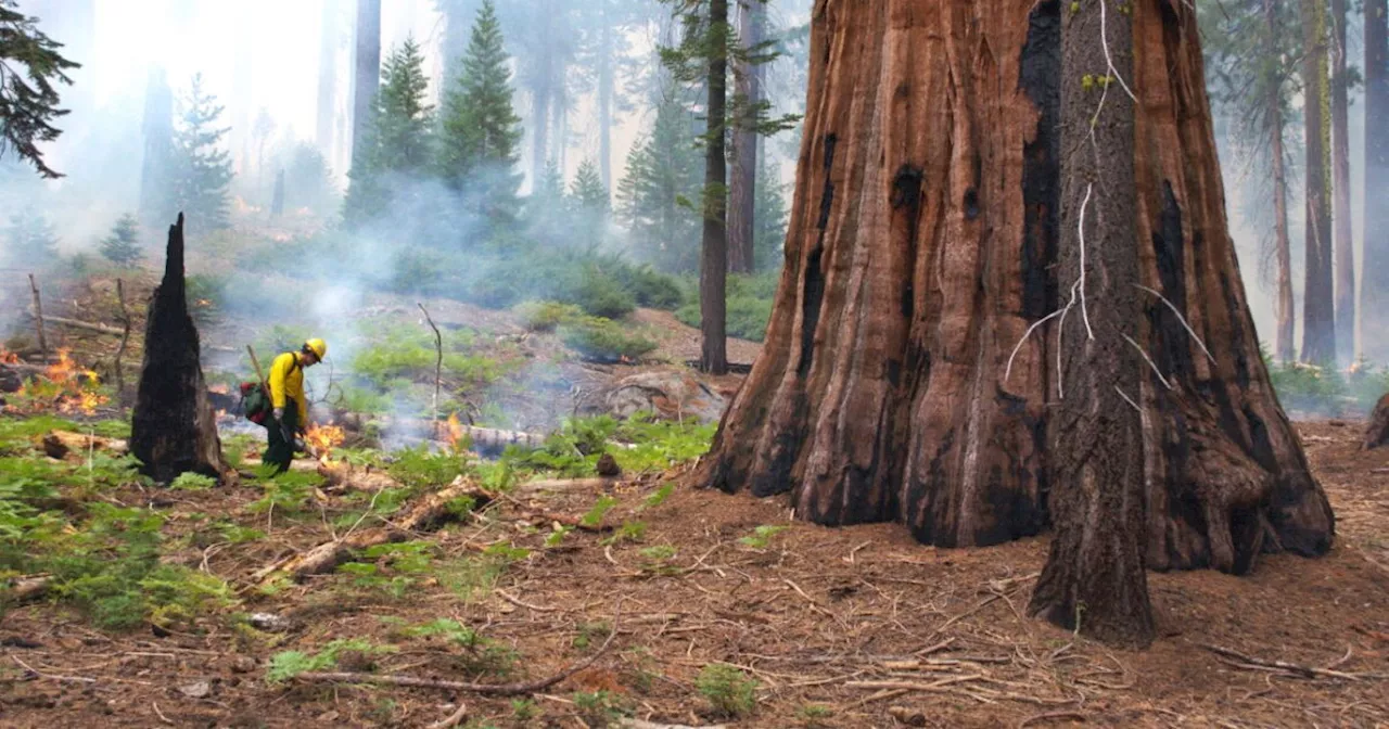 AI and Controlled Fire: The Secret to Saving Giant Sequoias