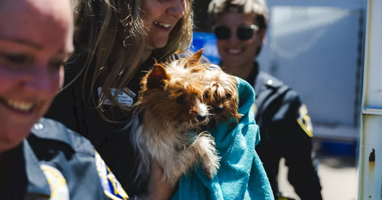 San Diego Humane Society Hits Breaking Point Amid Record Dog Surge