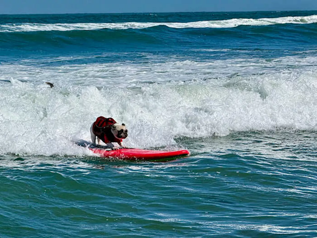 Pacifica’s 10th Annual Dog Surfing Fest: More Than Just a Canine Competition