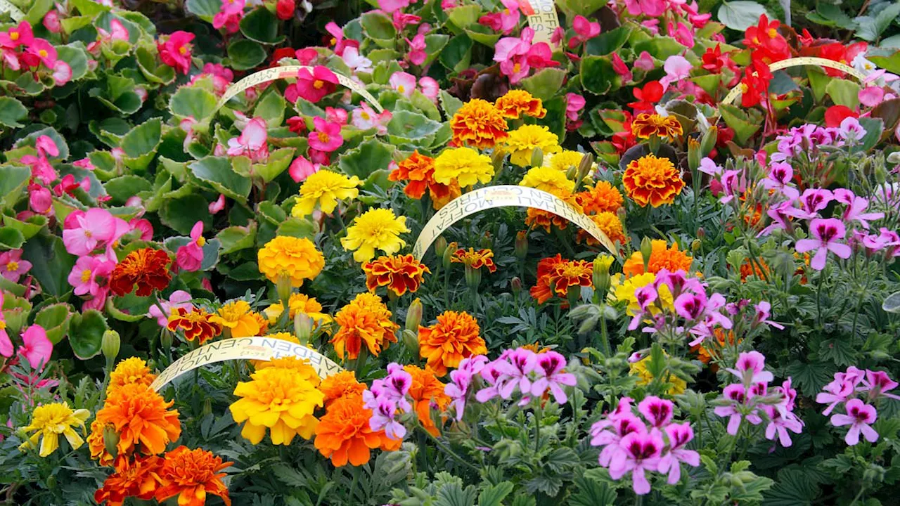 Beyond Aesthetics: How RHS Research Uses Flower Color to Shape Mood