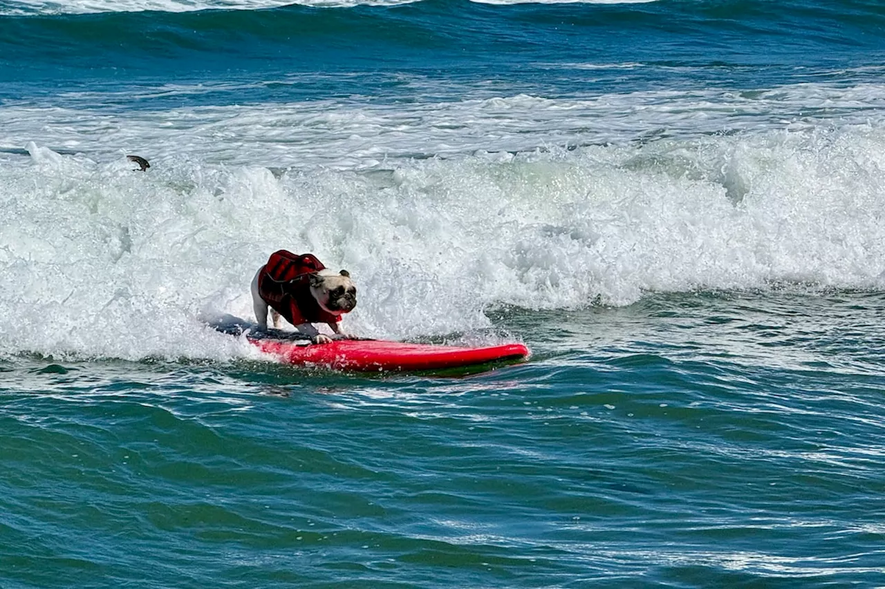 Paws on the Plank: The 10th World Dog Surfing Championships Hit Pacifica