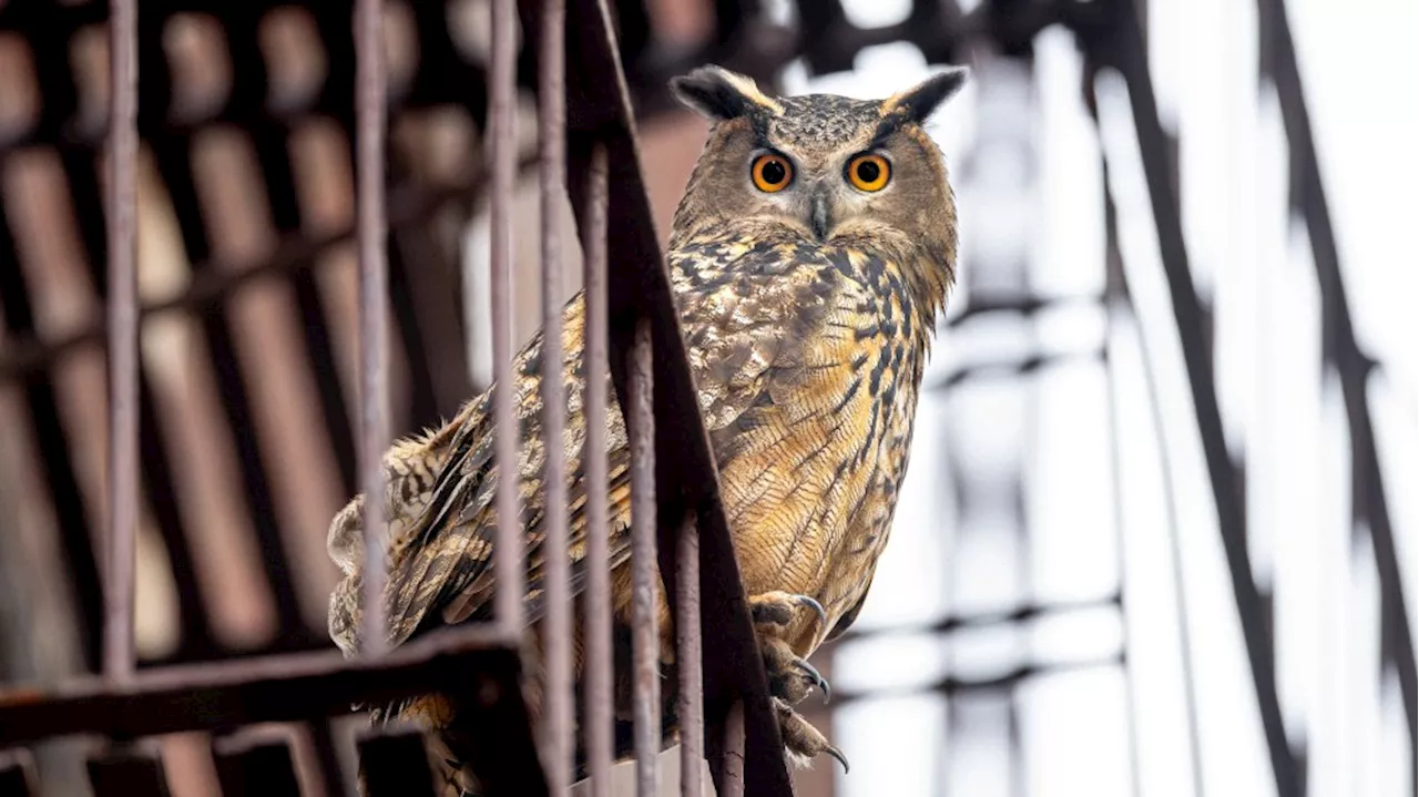 The Owl Who Outsmarted Manhattan: Inside the Myth of Flaco