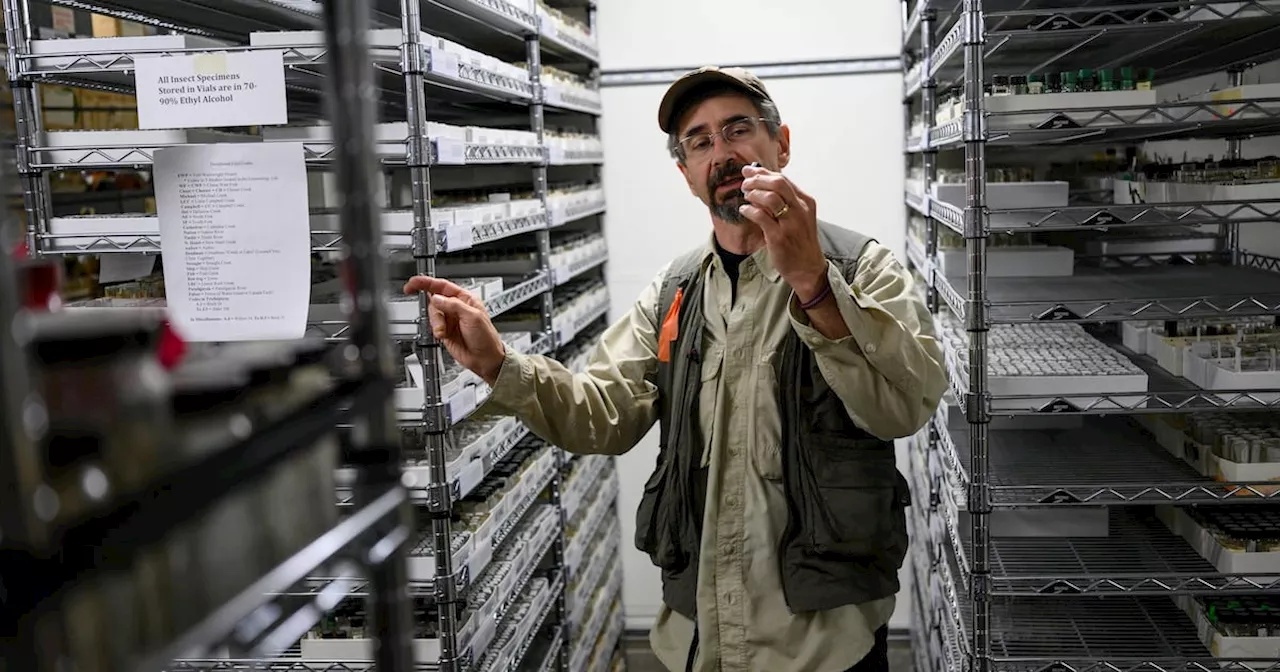 Alaska’s Massive Insect Mystery: The Race to Catalog 21,000 Missing Species