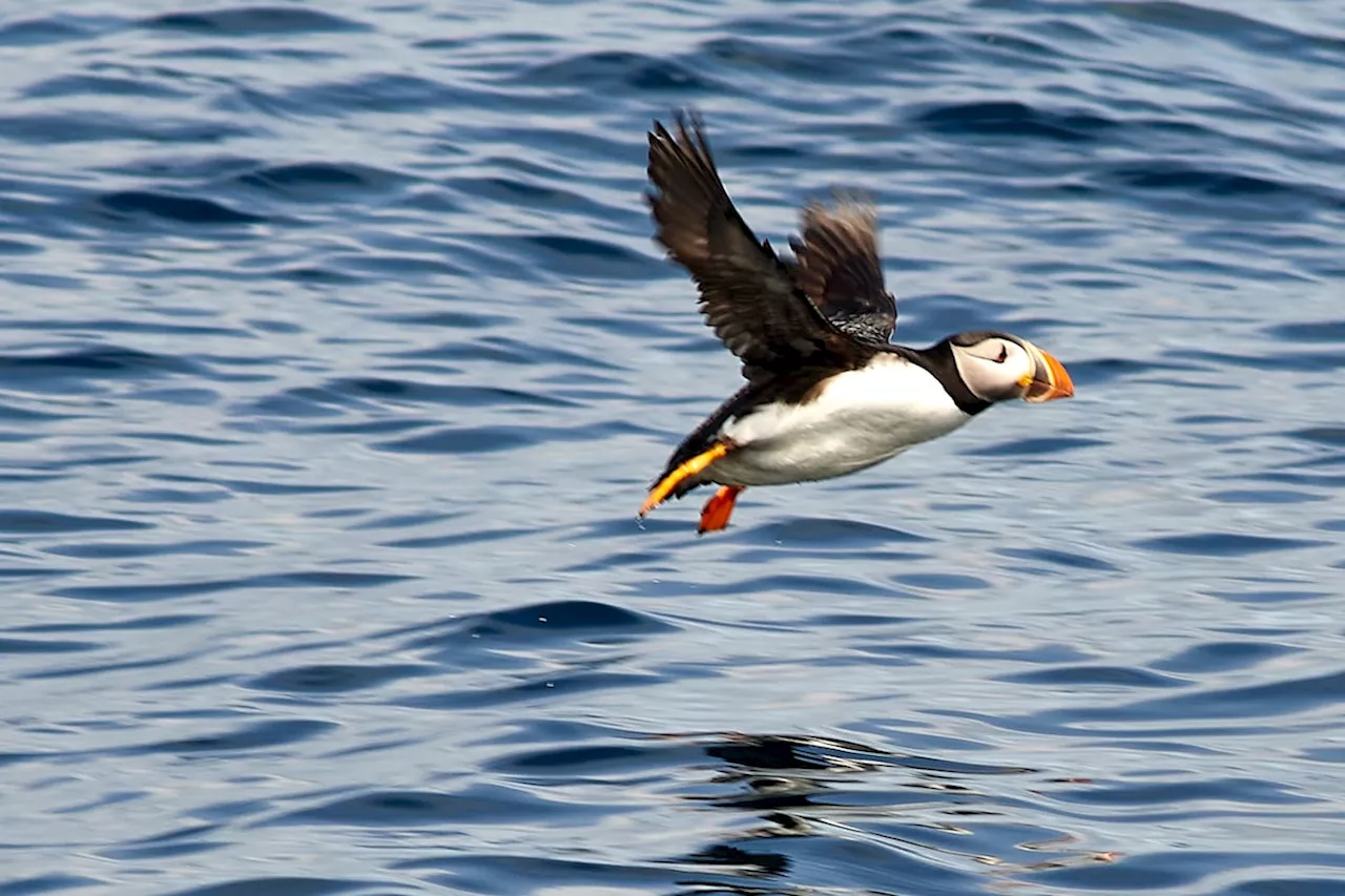 The Colorful Enigma of Newfoundland's Atlantic Puffins