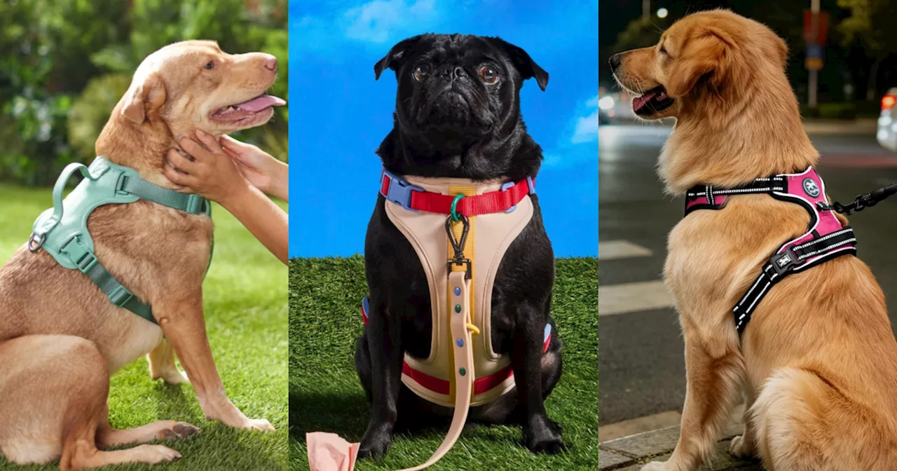 The High-Stakes Choice: Analyzing the Market Leaders in Gentle Dog Harnesses