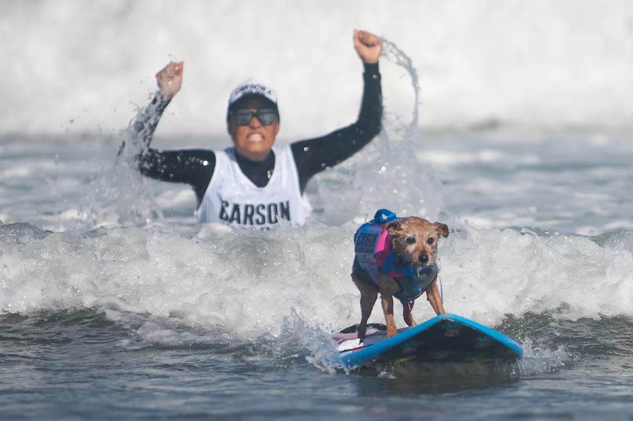Paws on the Board: The Global Draw of the World Dog Surfing Championships