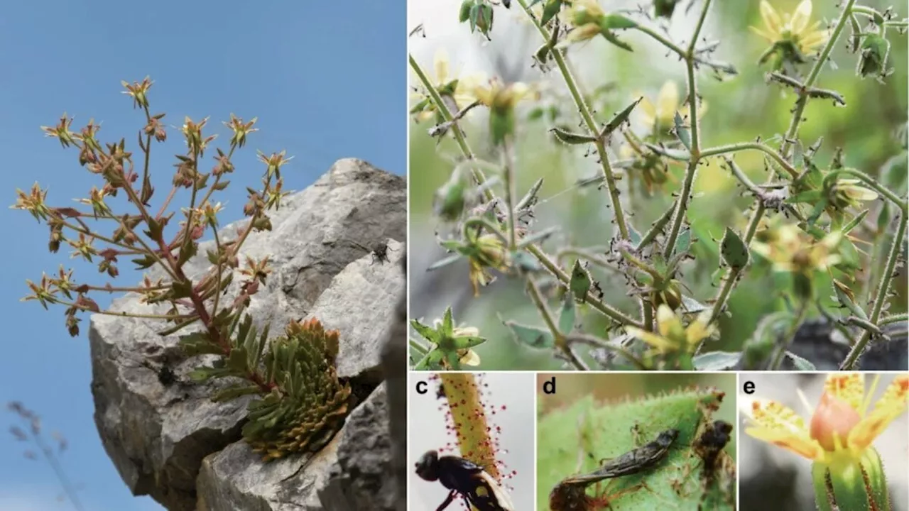 Darwin's 150-Year-Old Hunch: New Chinese Plant Confirms Carnivorous Theory