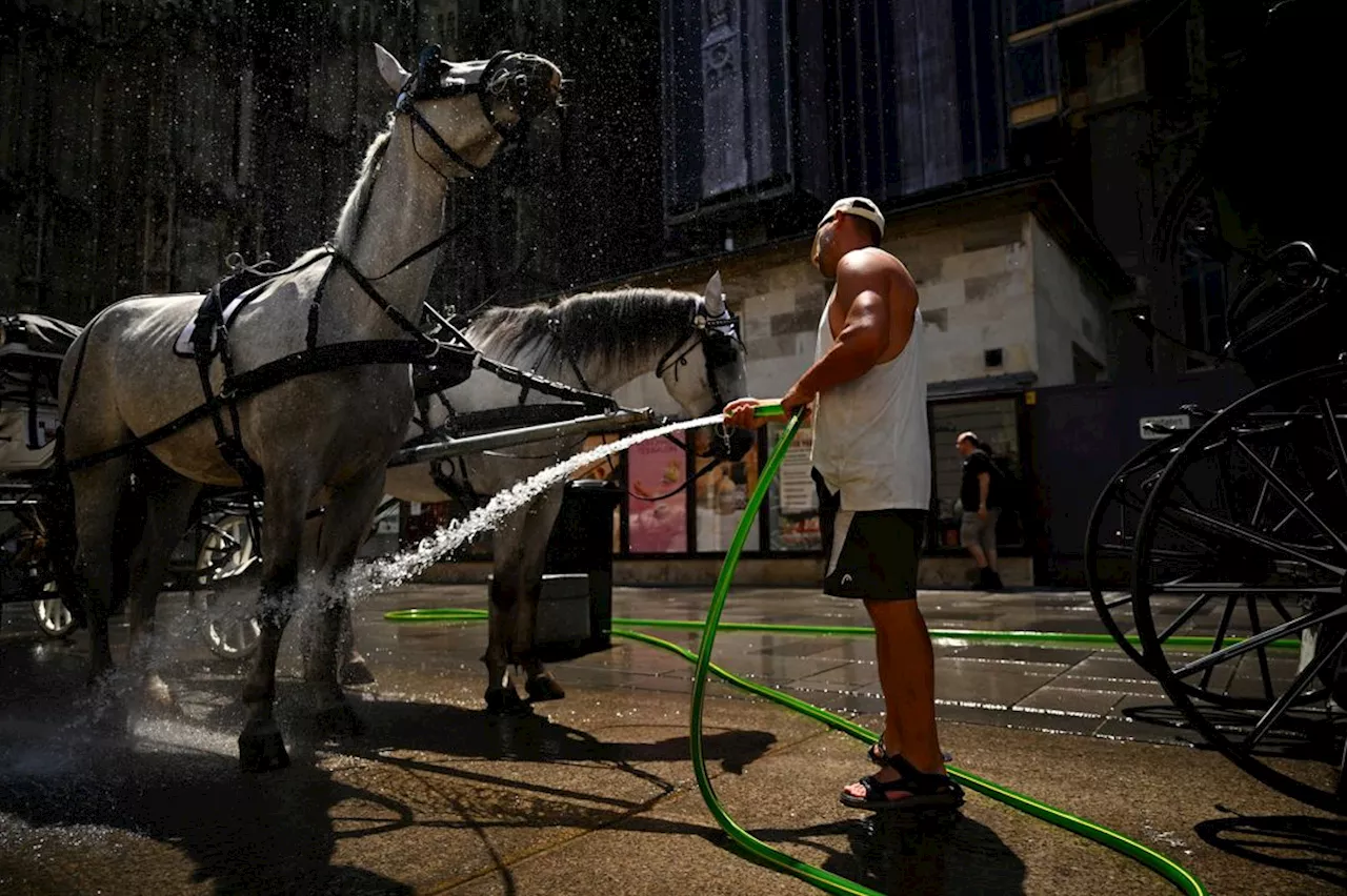 Vienna Hits 41°C: Austria’s New Heat Record Signals Agricultural Crisis