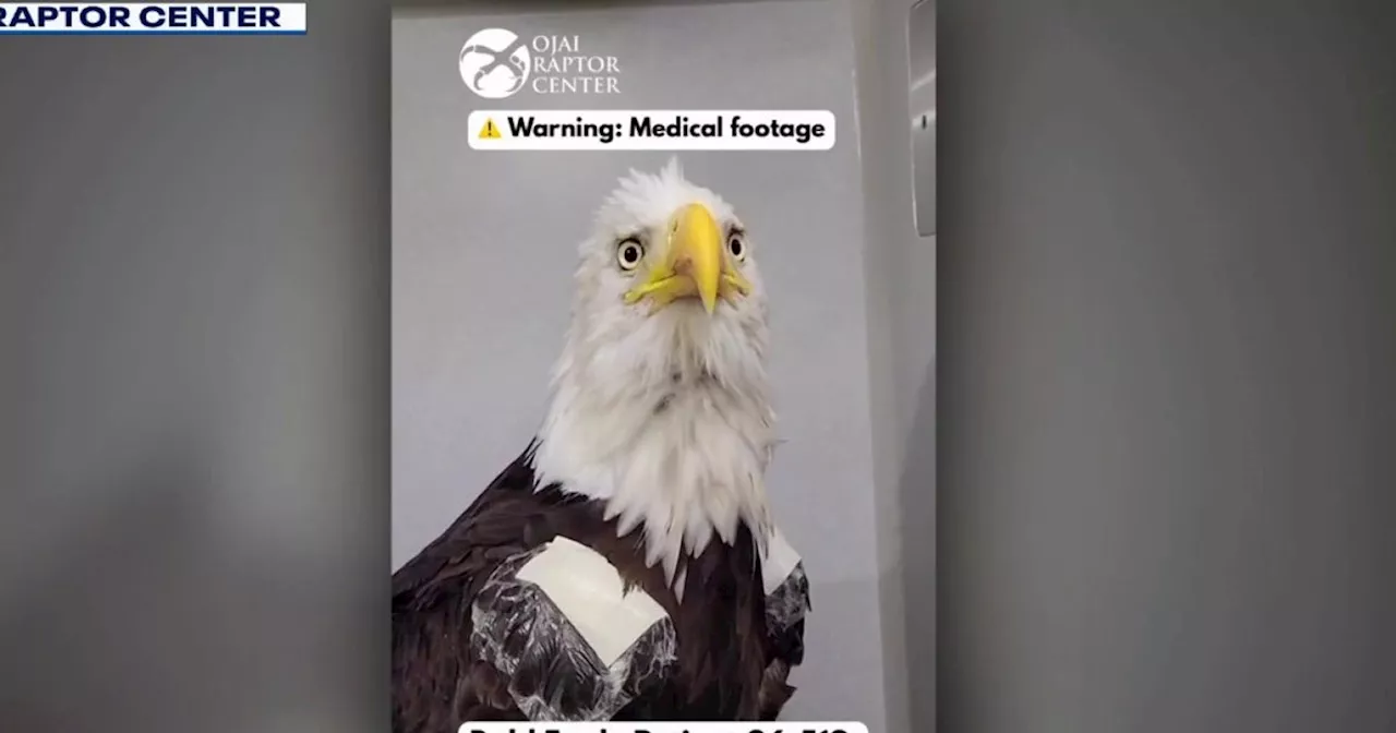 The Battle for Jackie: A Medical Mystery at the Ojai Raptor Center