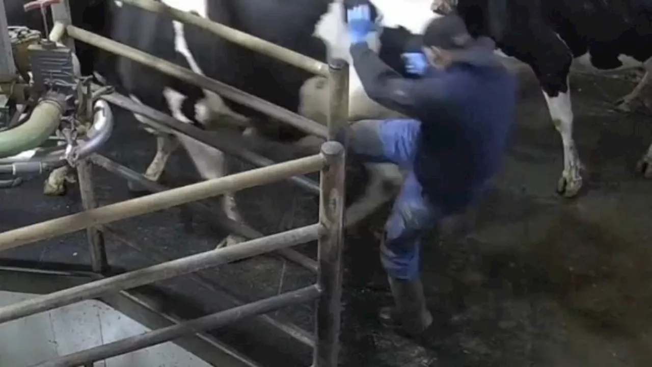 The Audit Illusion: Cruelty Exposed at Essex's Award-Winning Albyns Farm
