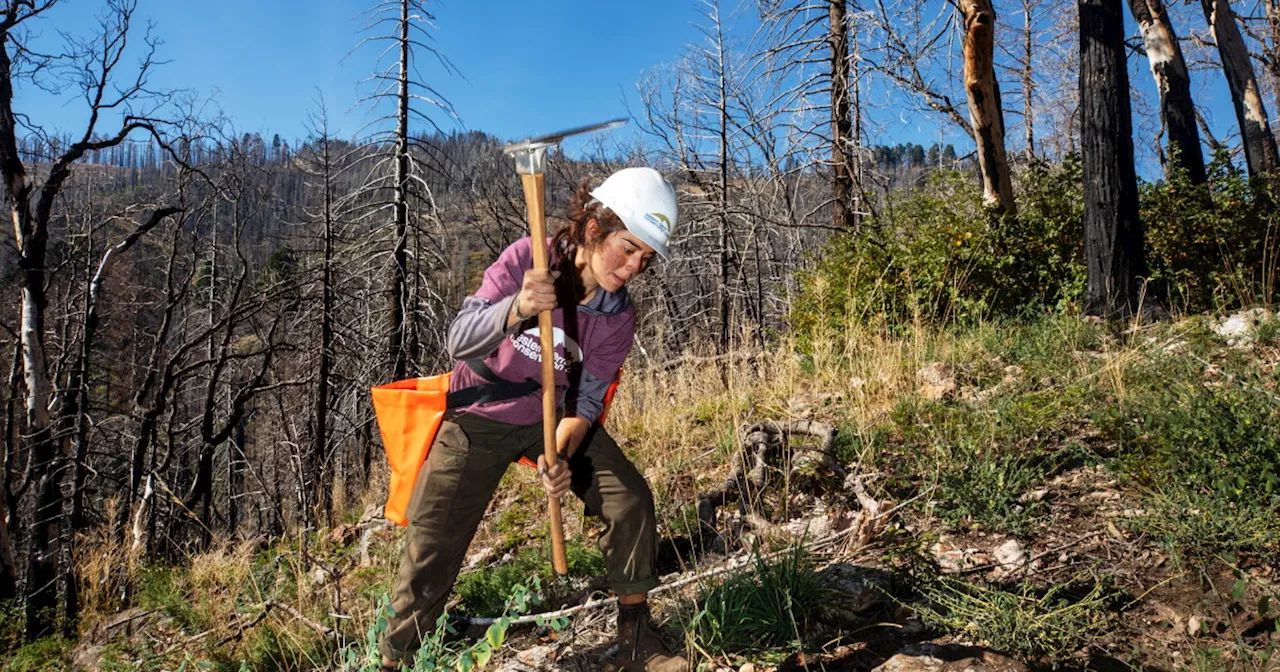 Engineering Survival: The Fight to Save Sequoia National Park's Giants