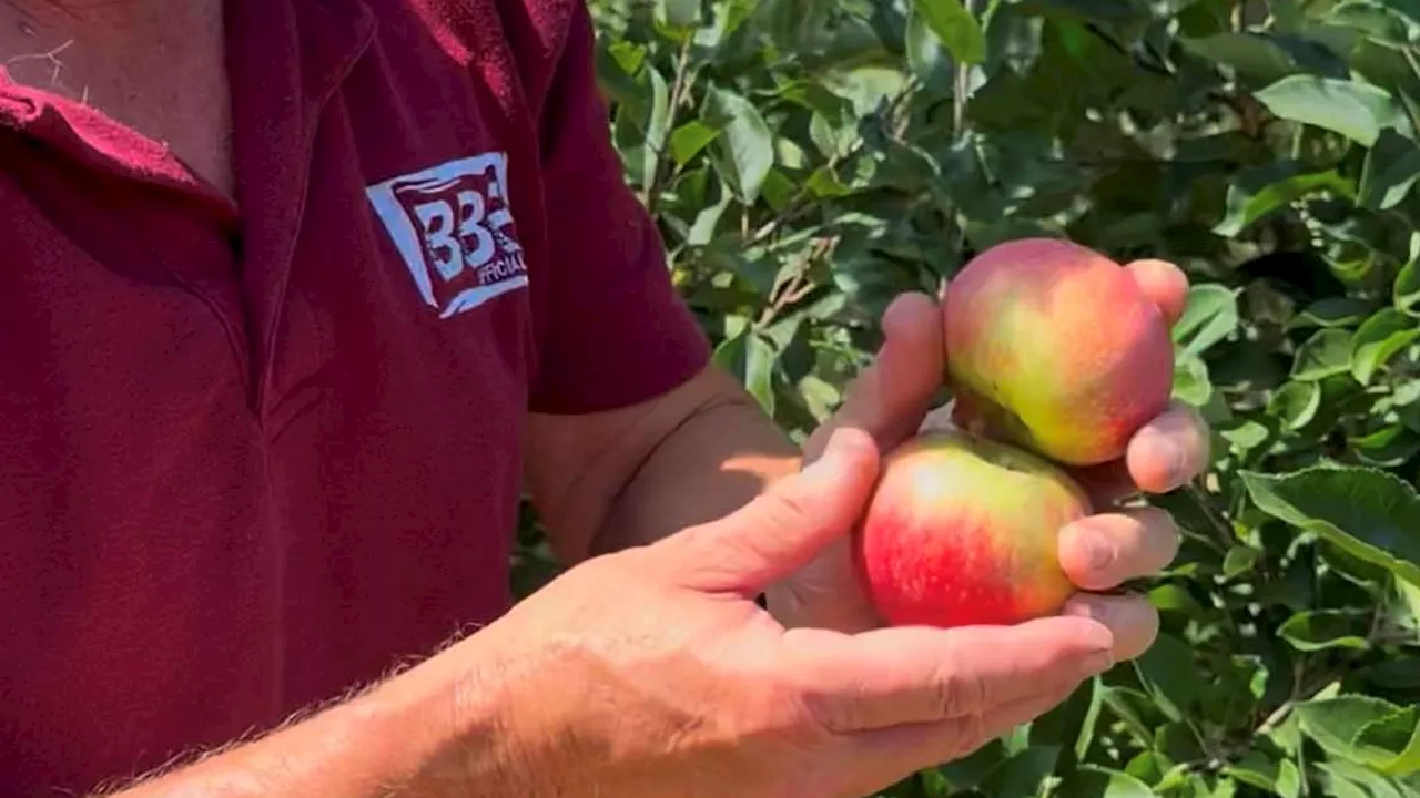 Clay Coatings and Water Wars: How Kent's Heatwave is Forcing Farmers to Innovate