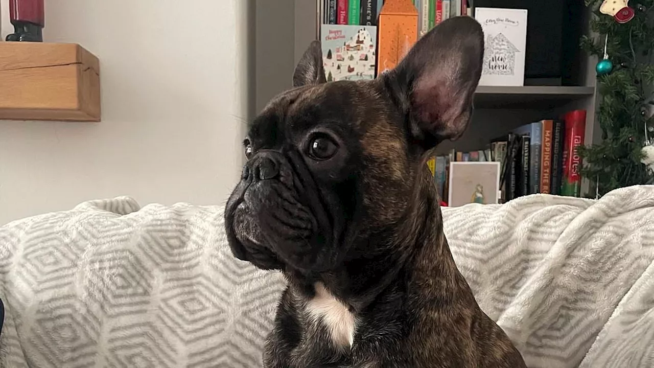 From Rugby to the Stratosphere: A French Bulldog's High-Altitude Farewell