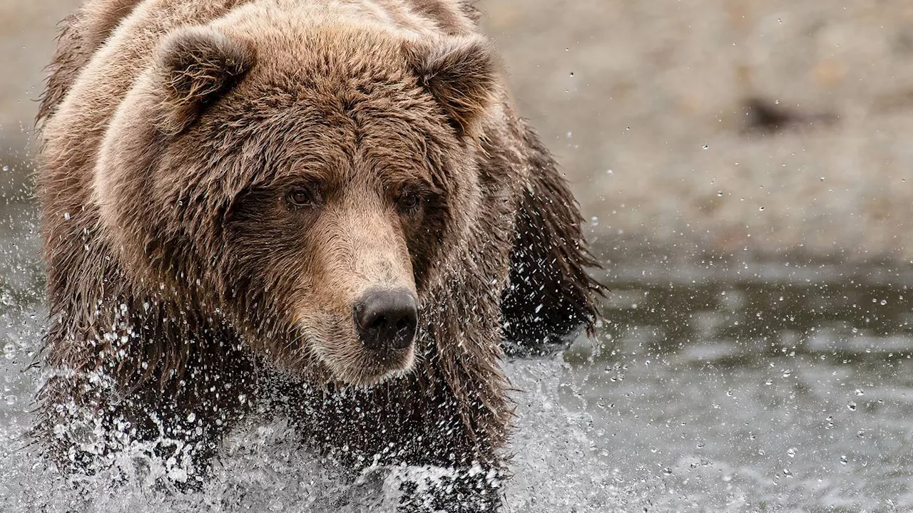 The Thin Line Between a Sighting and a Charge in the Alaskan Tundra