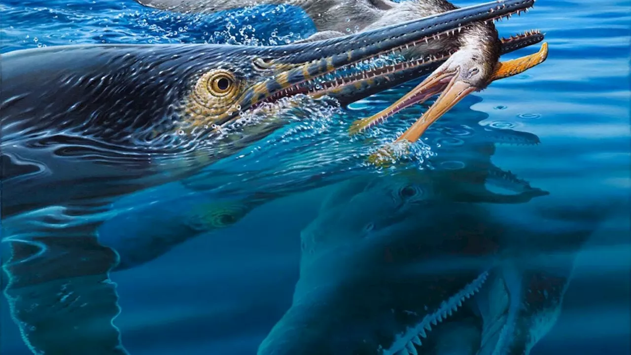 Prehistoric Food Chain: Ichthyosaur Fossil Reveals Rare Three-Way Predator Interaction