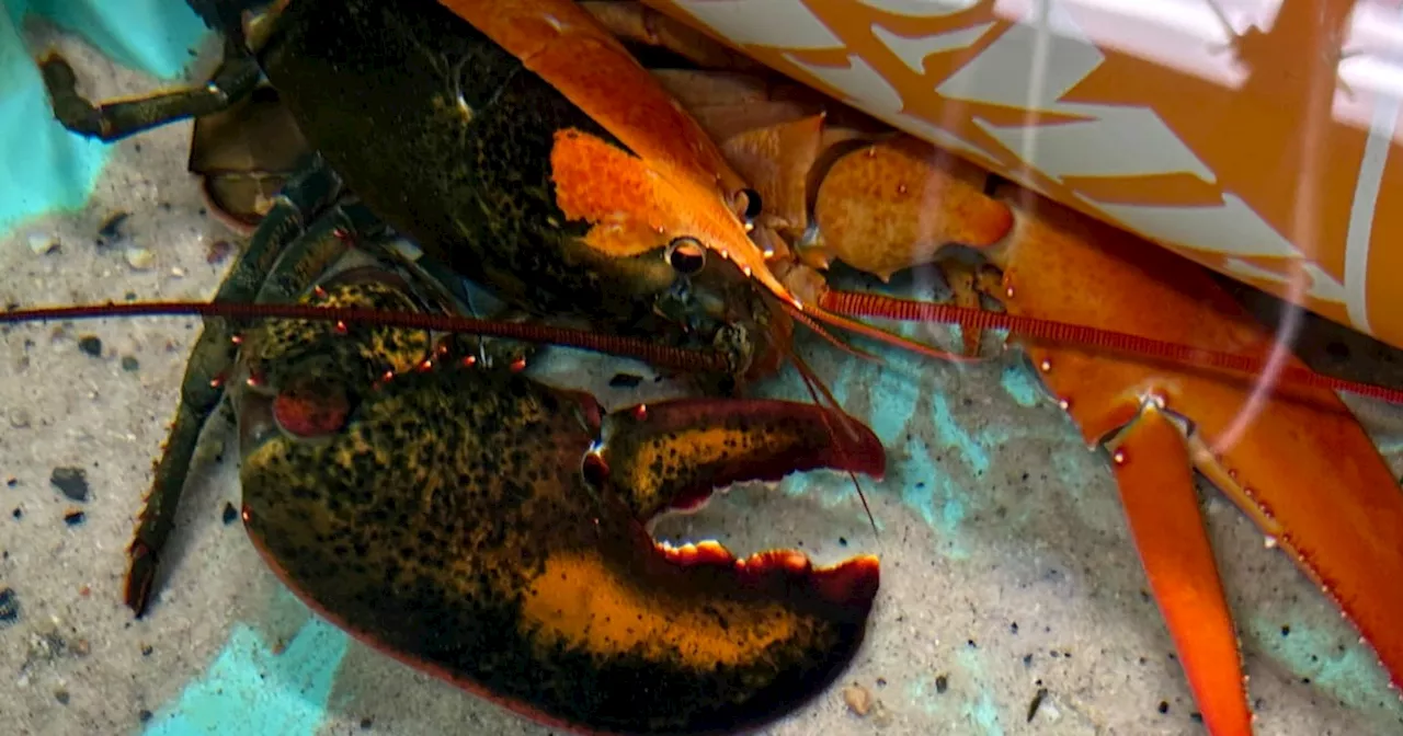 The Lobster with Two Faces: Oscar’s Rare Arrival at Dalhousie University