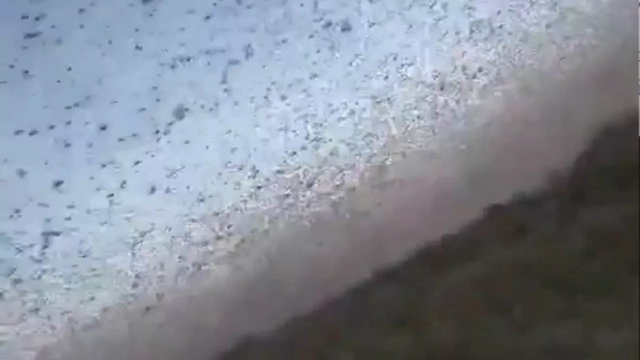 Dark Skies Over Kizlyar: Russia's Battle Against a Biblical Locust Swarm