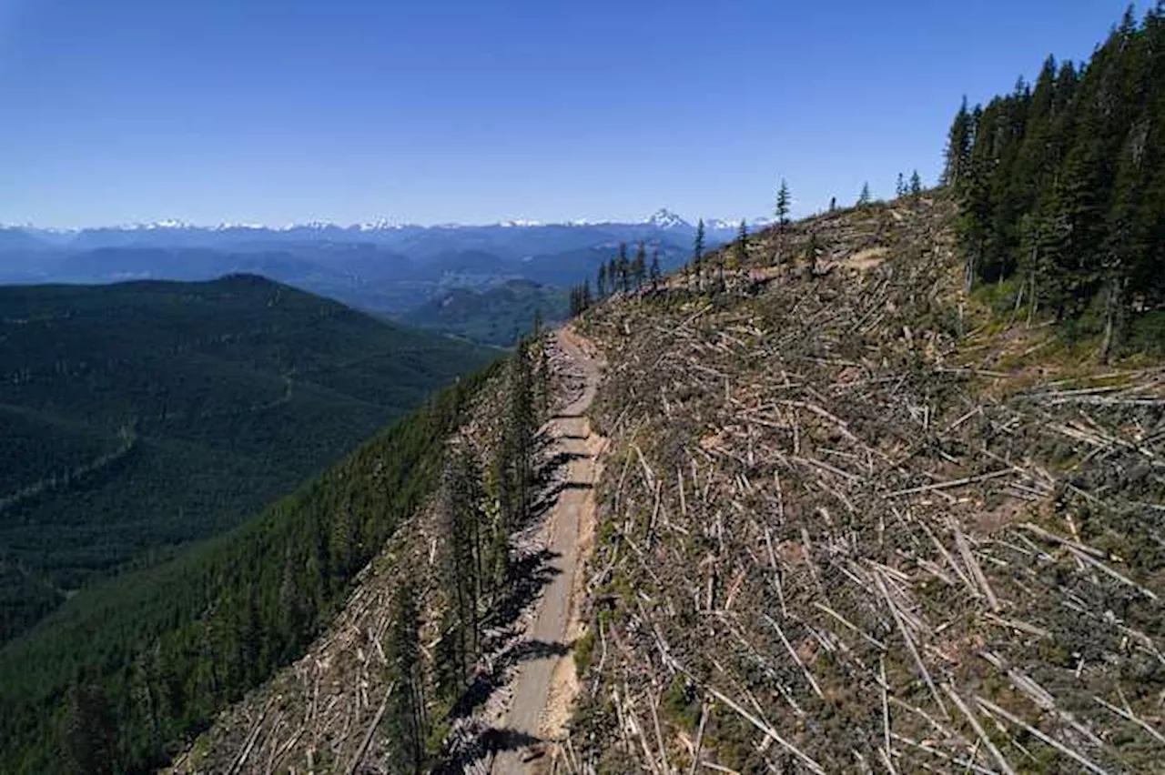 The Battle for the Last 20%: Vancouver Island's Old-Growth Standoff