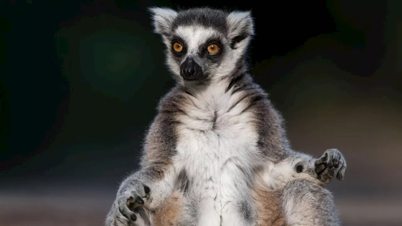 Cold Sores, Dead Lemurs: The Hidden Danger of Exotic Pet Interaction