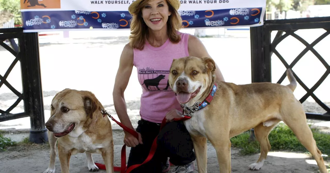251 Dogs and a Warrant: The Crisis at Linda Blair’s Acton Rescue