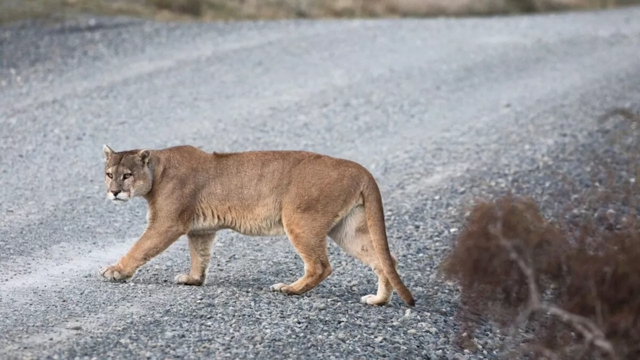The Predator Effect: How Pumas Make Washington's Roads Safer