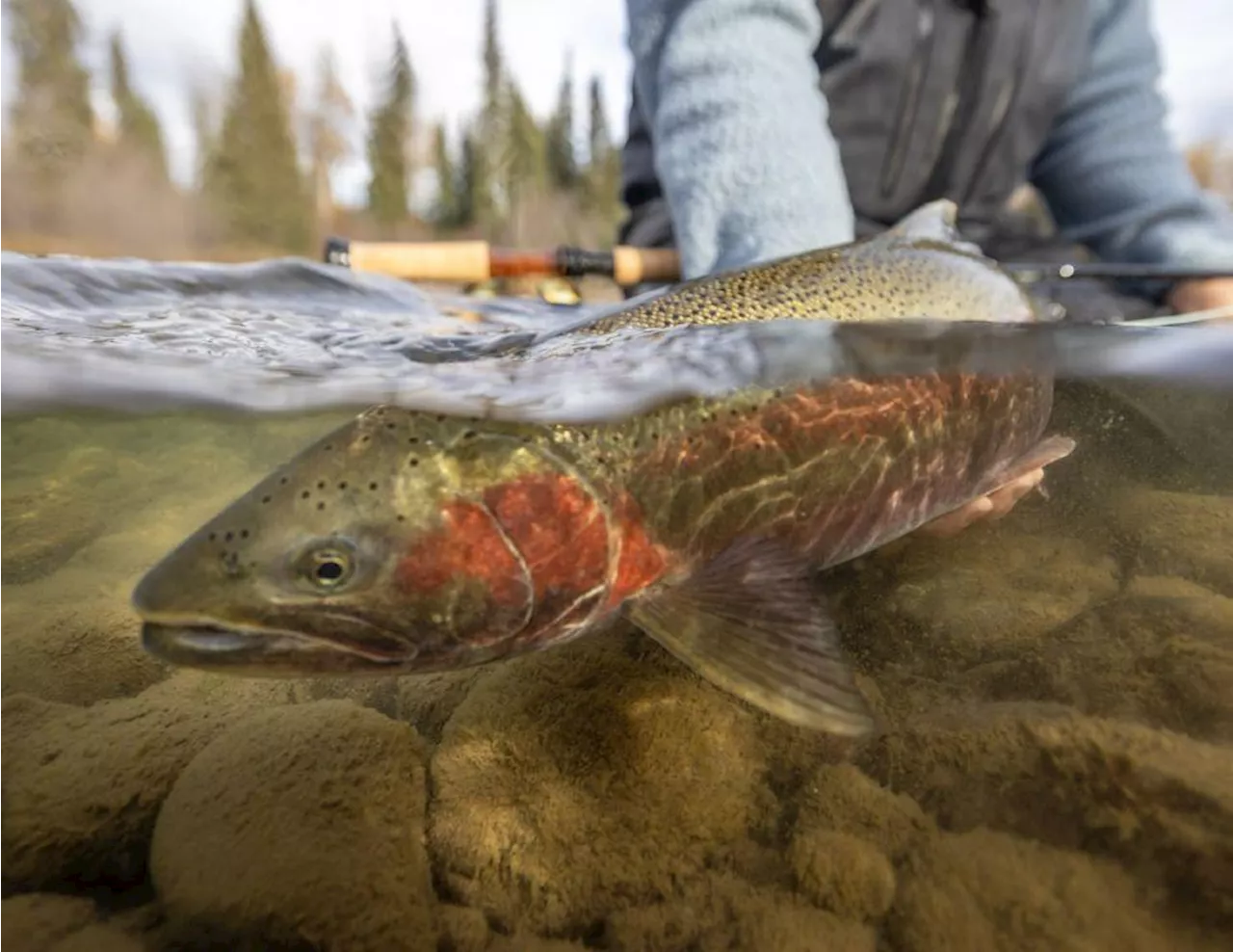 Skeena River Steelhead: The High Economic Price of Misplaced Conservation