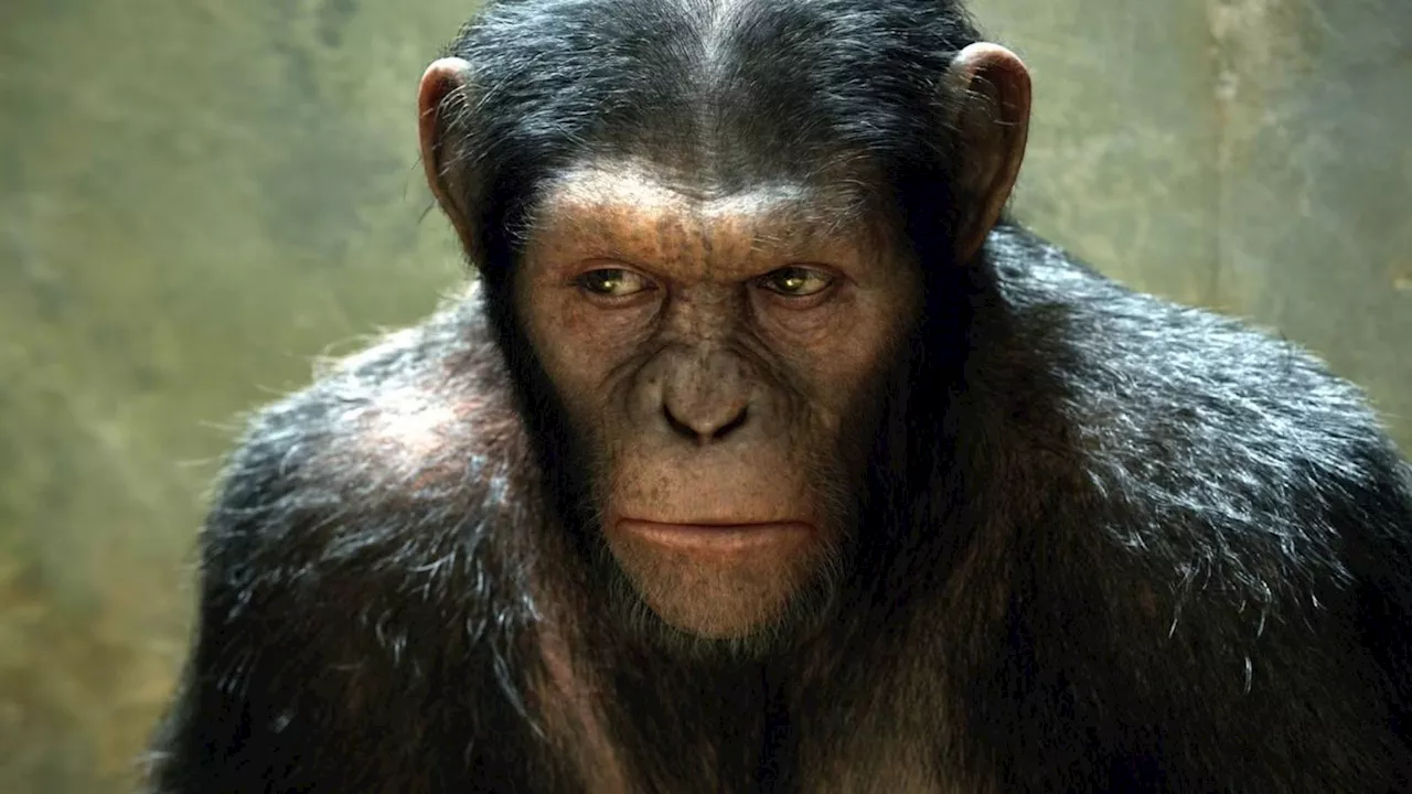 The Apes' Identity Crisis: Why the Next Planet of the Apes Movie Might Pivot