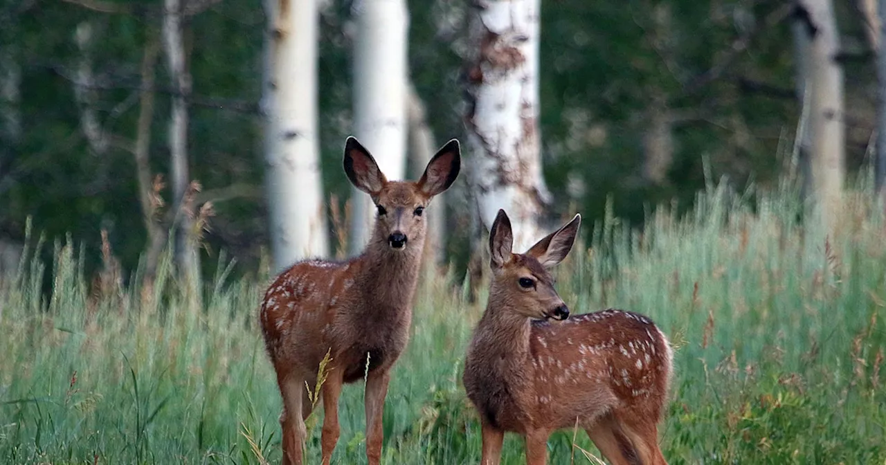 Utah's Race to Reach 405,000 Mule Deer by 2030