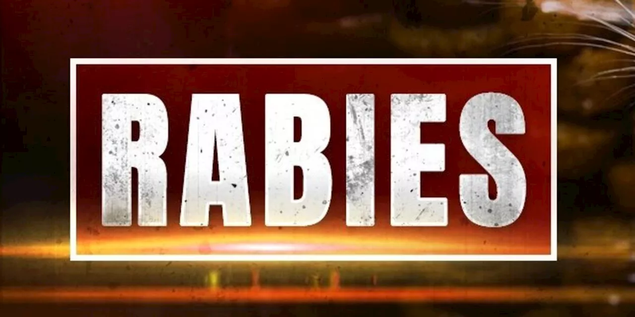 Rabies Alert in Dalraida: Why a Single Animal Capture Signals a Seasonal Risk