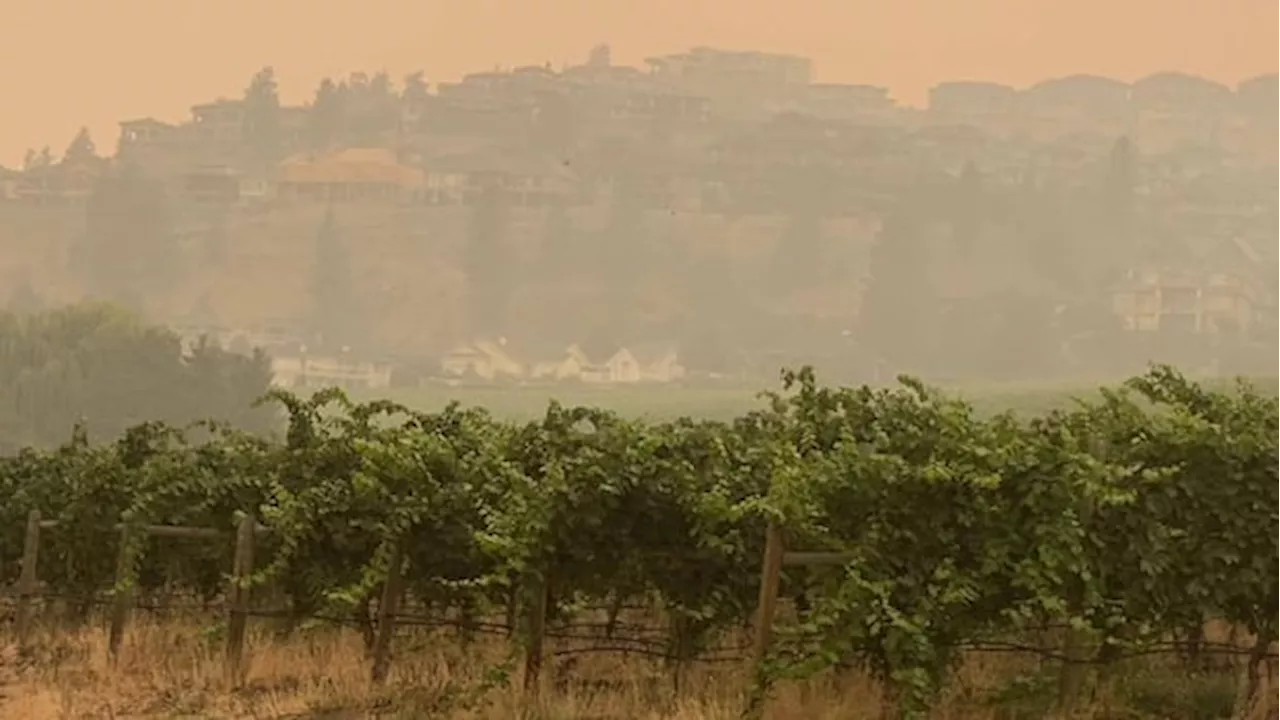 B.C. Winemakers Fight a Losing Battle Against Smoke and Frost