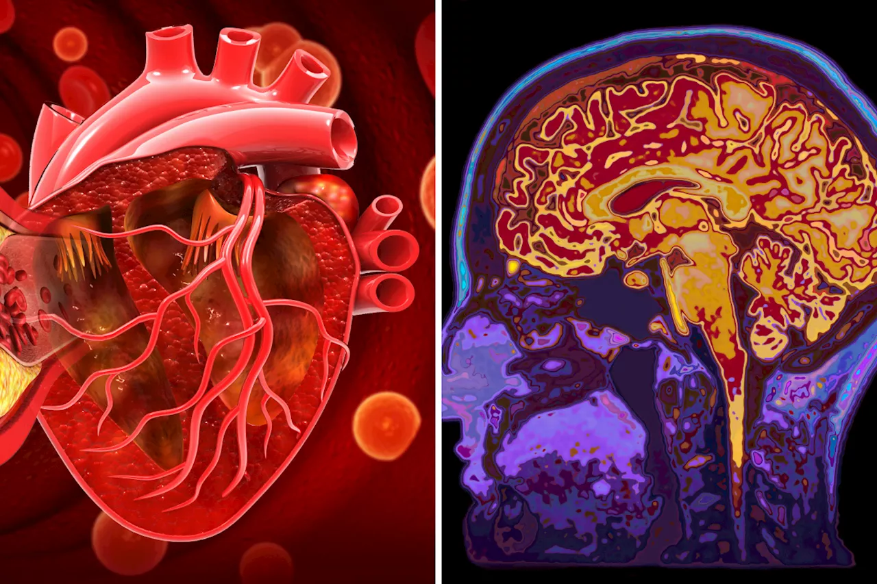 The 13-Year Brain Health Window: How Midlife Habits Prevent Dementia