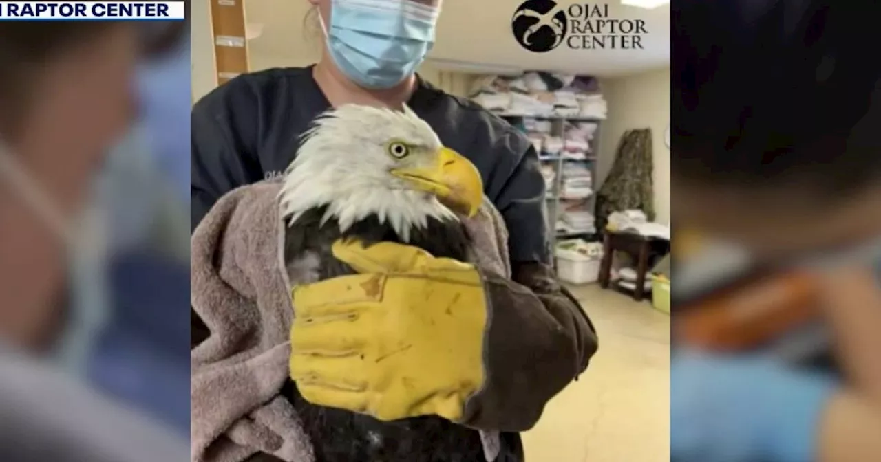 The High-Stakes Medical Race to Save Jackie the Bald Eagle