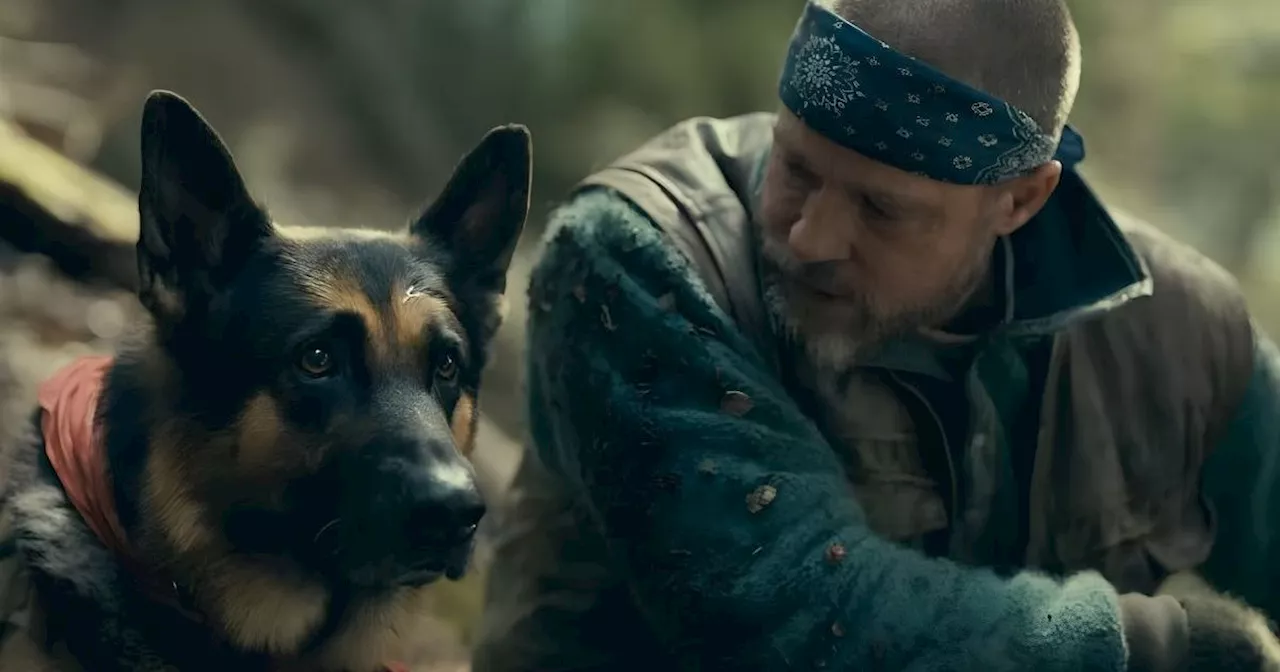 Brad Pitt and a PTSD-Stricken German Shepherd: The Emotional Core of Heart of the Beast