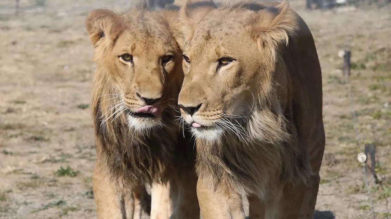 From War Zones to Wild Grass: The Great Escape of Ben-Tzur and Ori
