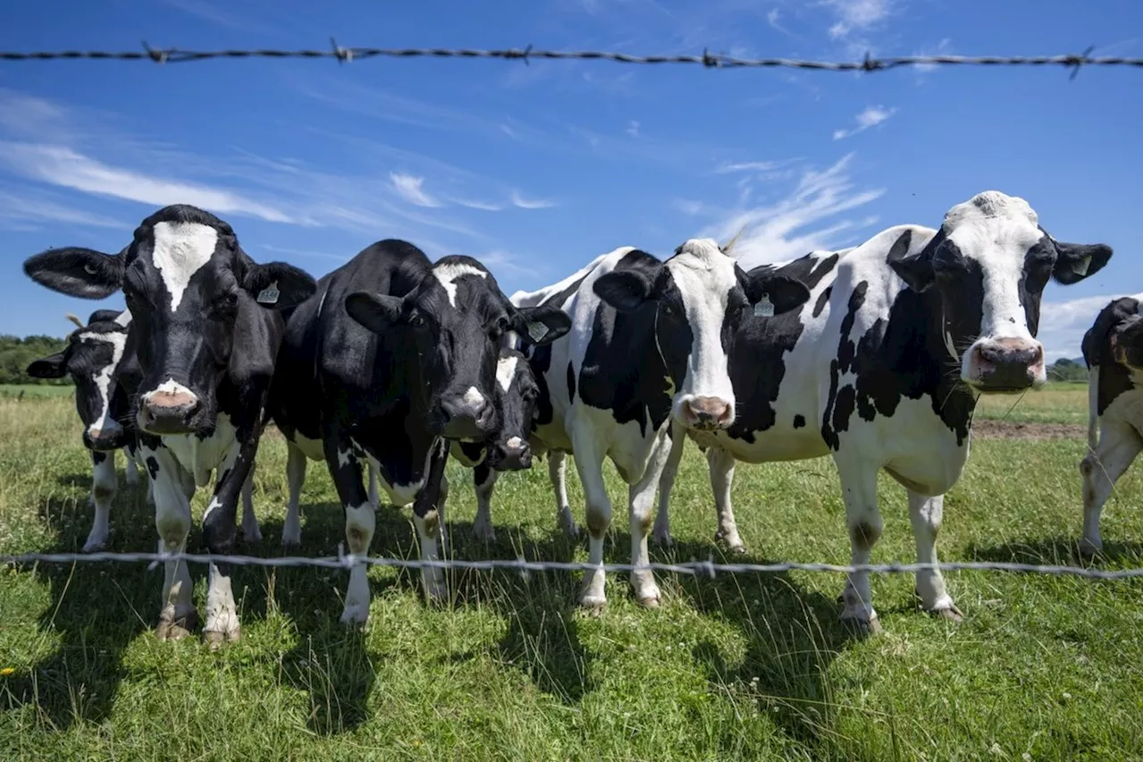 The Dairy Line in the Sand: Canada Faces 50% Tariff Deadline