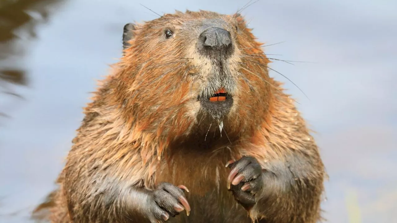 Rabid Beavers Trigger Emergency Closures at Maryland's Cunningham Falls State Park