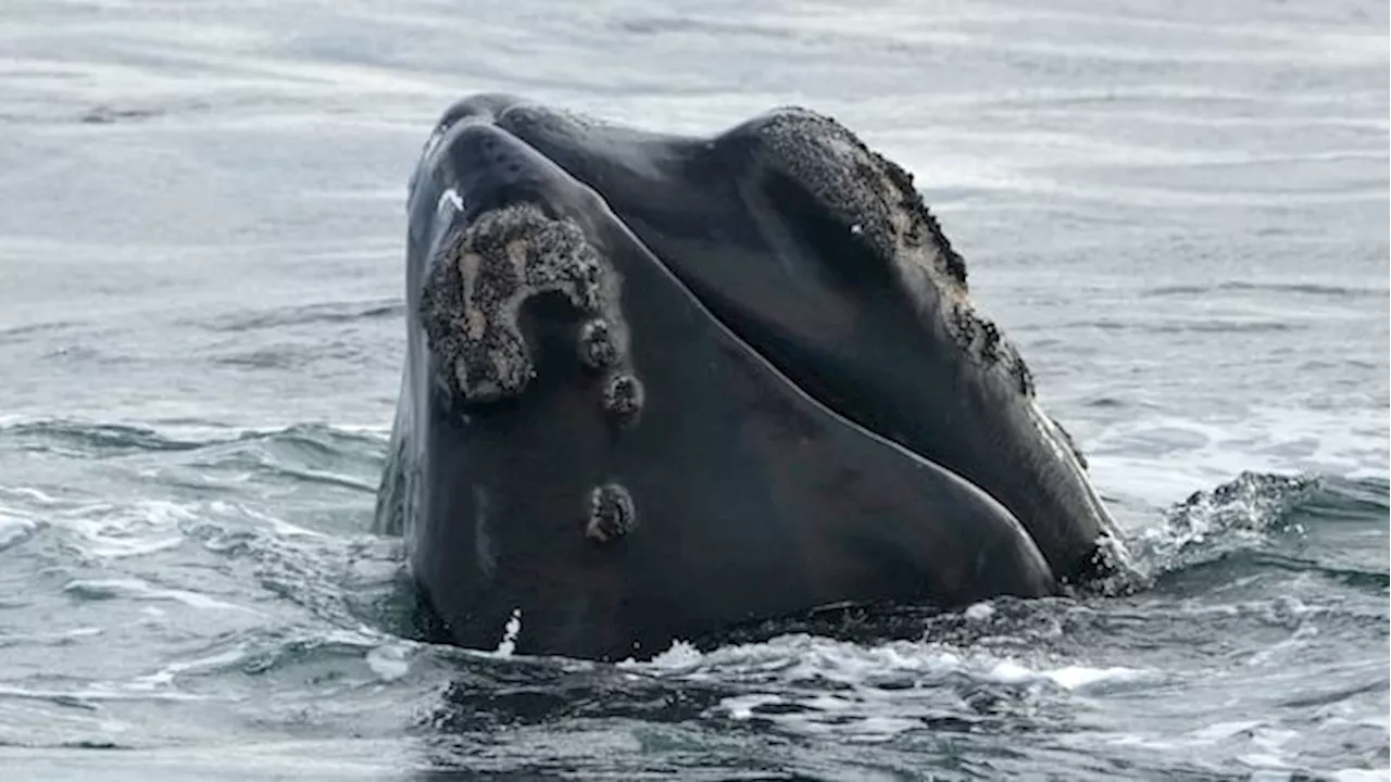 The 2035 Gamble: US Legislation Puts North Atlantic Right Whales at Risk