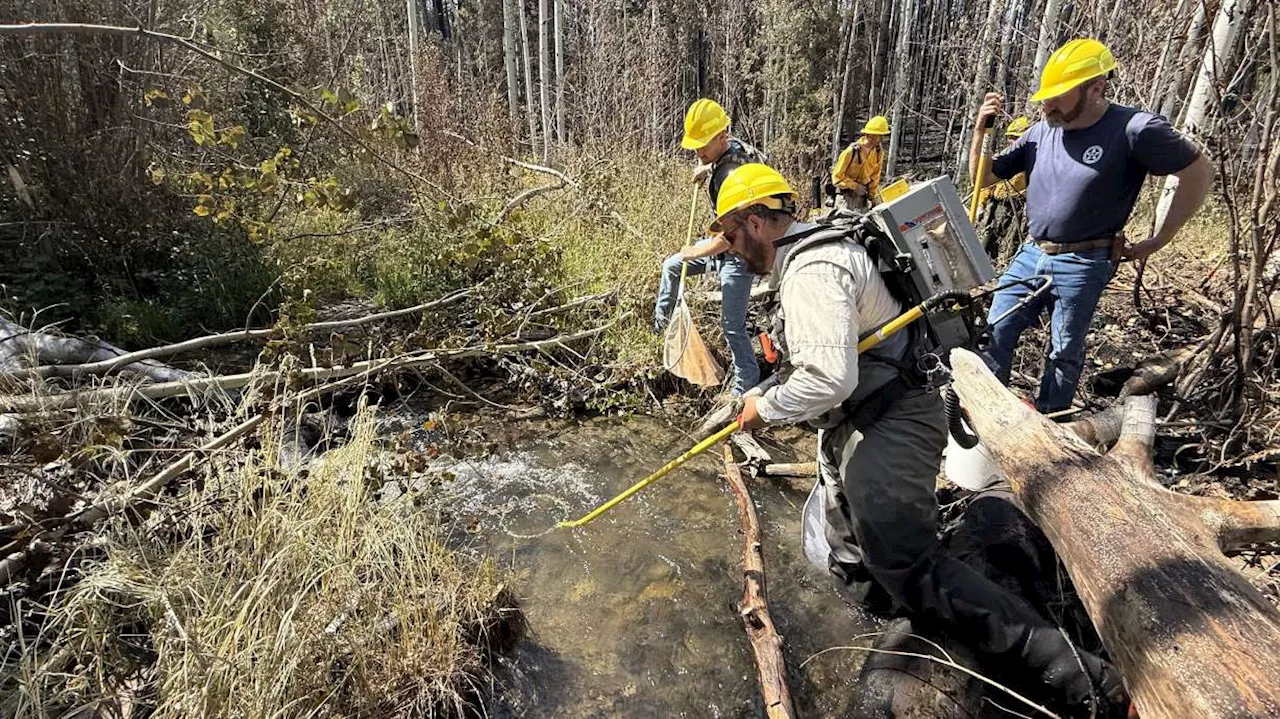 Saving a Genetic Legacy: The Race to Rescue Colorado's Rare Trout