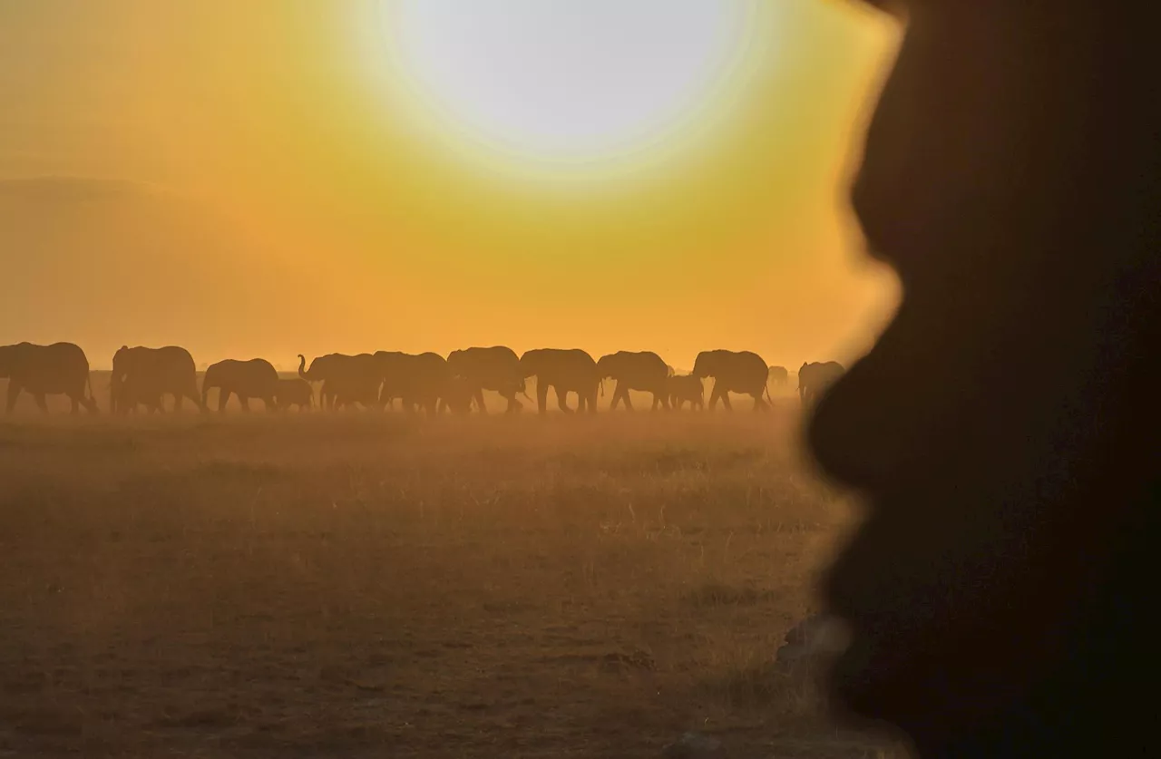 Beyond Poaching: The Cyanide Threat to Amboseli’s 15 Fallen Giants