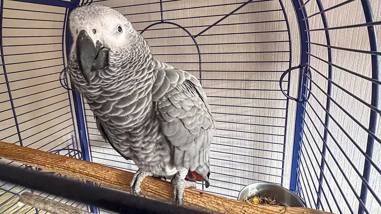 The Nine-Year Odyssey of Barney the Parrot: A Miracle in a Manchester Car Park