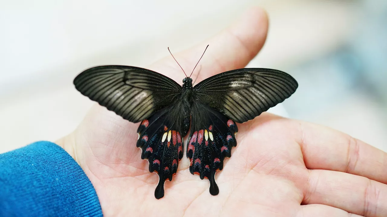 Nature’s Dark Design: Can Butterfly Wings Solve the Solar Reflection Problem?