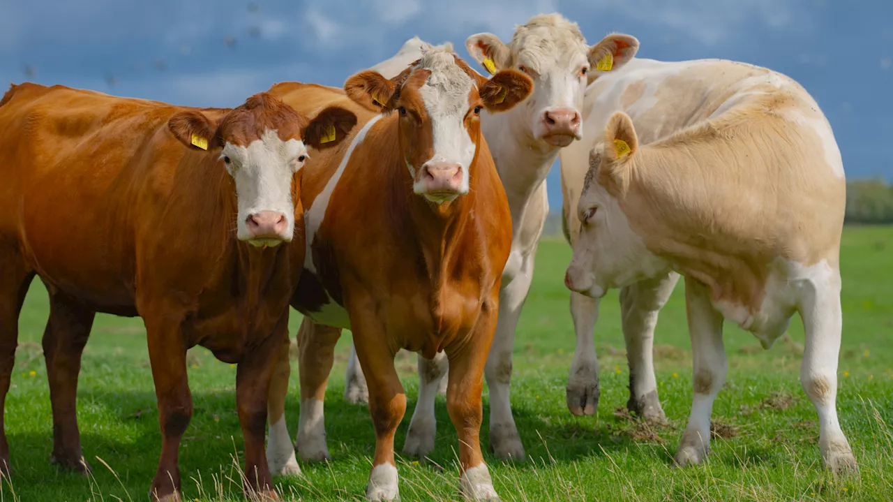 Tailor-Made Cows: The New Breed Solving the Solar-Farming Conflict