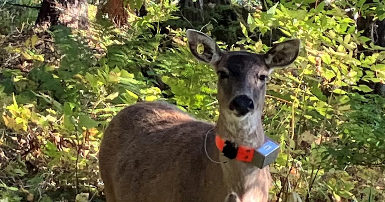 Alaska's Deer Relocation Gamble: High Mortality and a 20-Year Wait