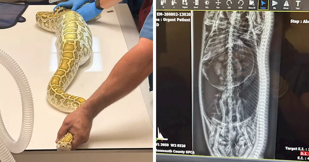 Shed-Dwelling Python Sparks Warning Over New Jersey's Exotic Pet Laws