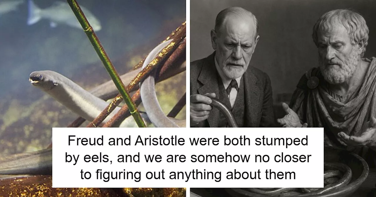 The 4,000-Mile Atlantic Mystery: Why Science Still Can't Solve the European Eel