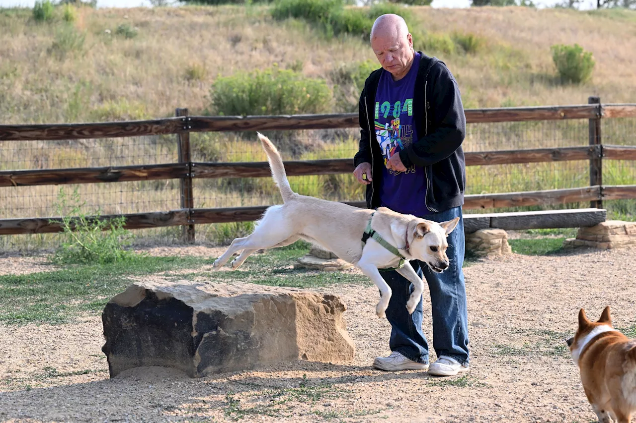 Beyond the Fetch: Loveland's Push for Urban Canine Parkour