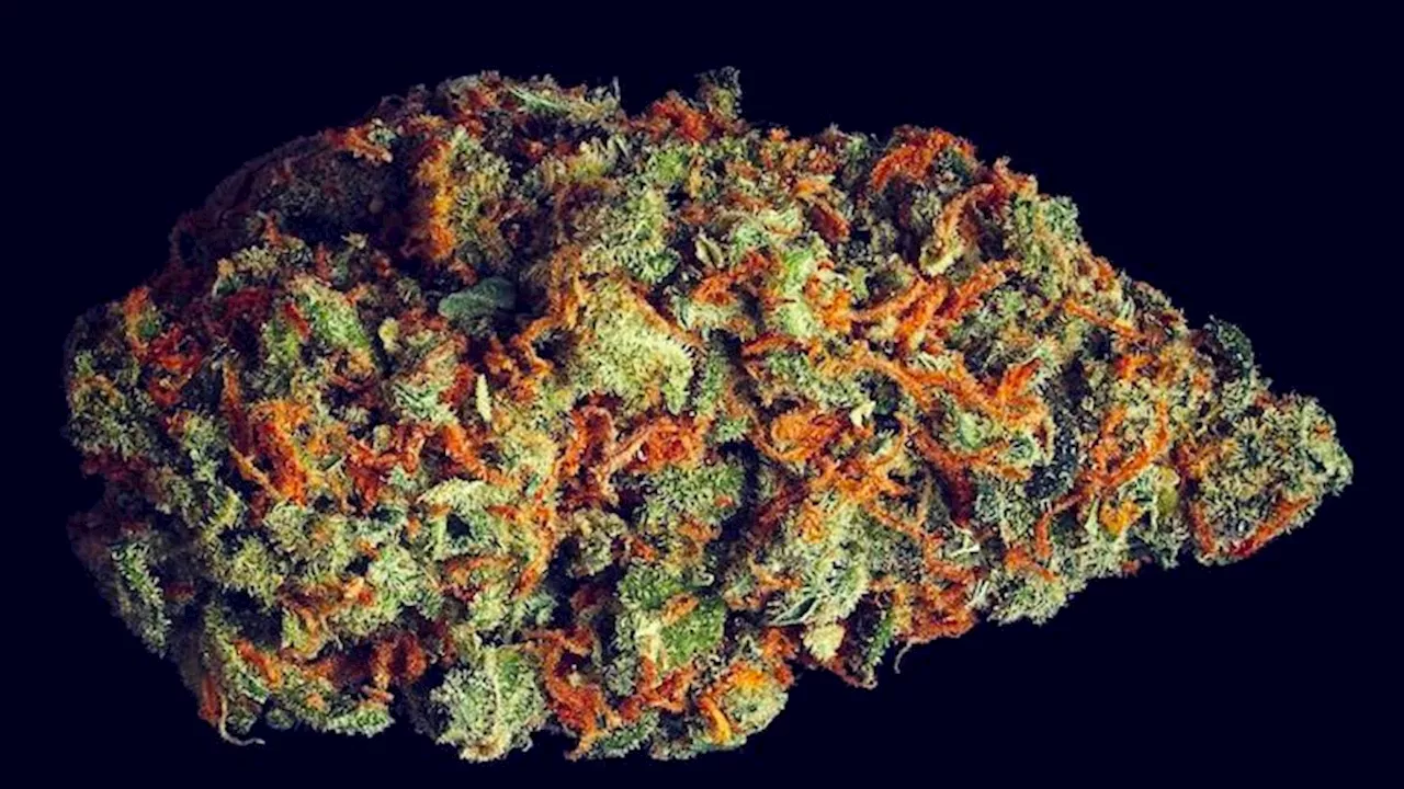Potency Over Perception: CDC Links 16% ER Spike to Cannabis Hyperemesis Syndrome