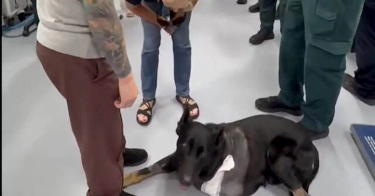 K9 Ace Survives Ambush: A German Shepherd's Resilience in Polk County